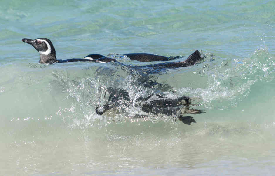 Pingüino de Magallanes - islas Falkland o Malvinas 15.jpg